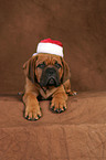 Bordeauxdog Puppy