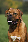 portrait dogue de bordeaux