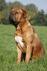sitting dogue de bordeaux