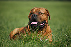 lying dogue de bordeaux
