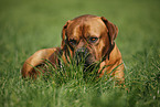 lying dogue de bordeaux