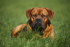 lying dogue de bordeaux