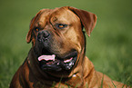 portrait dogue de bordeaux