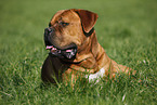 lying dogue de bordeaux