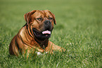 lying dogue de bordeaux
