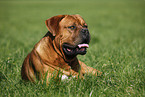 lying dogue de bordeaux