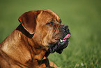 portrait dogue de bordeaux