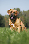 sitting dogue de bordeaux