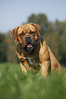 sitting dogue de bordeaux