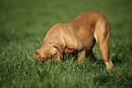 eating grass