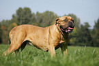 dogue de bordeaux