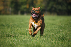 running dogue de bordeaux