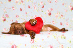 Dogue de Bordeaux Puppy