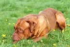 lying Bordeauxdog