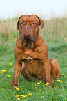 sitting Bordeauxdog