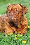 lying Bordeauxdog