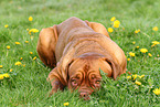 lying Bordeauxdog