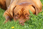 lying Bordeauxdog