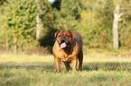 Dogue de Bordeaux