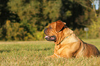 lying Dogue de Bordeaux