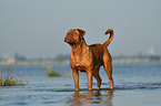 Dogue de Bordeaux in the water