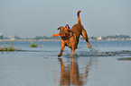 Dogue de Bordeaux in the water