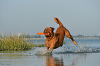 Dogue de Bordeaux in the water