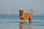 Dogue de Bordeaux in the water