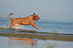 Dogue de Bordeaux in the water