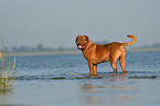 Dogue de Bordeaux in the water