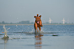 Dogue de Bordeaux in the water