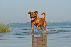 Dogue de Bordeaux in the water