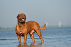Dogue de Bordeaux in the water