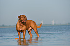 Dogue de Bordeaux in the water