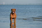 Dogue de Bordeaux in the water
