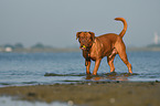 Dogue de Bordeaux in the water