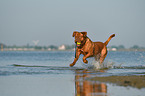 Dogue de Bordeaux in the water
