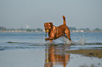 Dogue de Bordeaux in the water
