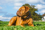 lying Dogue de Bordeaux