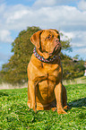 sitting Dogue de Bordeaux