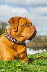 lying Dogue de Bordeaux