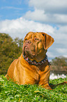 lying Dogue de Bordeaux