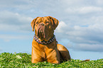 lying Dogue de Bordeaux