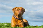 lying Dogue de Bordeaux
