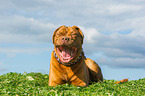 lying Dogue de Bordeaux