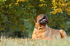 lying Dogue de Bordeaux