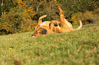 rolling Dogue de Bordeaux