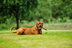 lying Dogue de Bordeaux