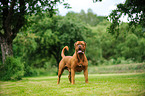 Dogue de Bordeaux