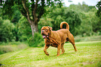 walking Dogue de Bordeaux